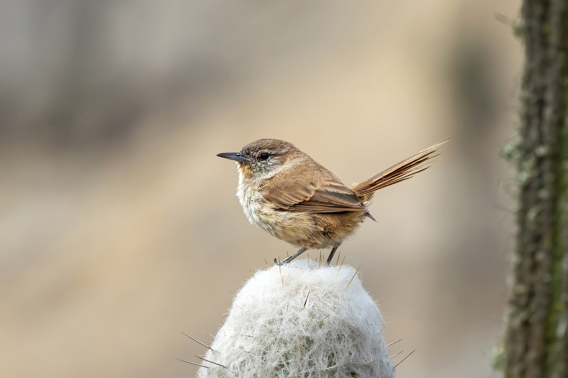 Cactus canastero (Pseudasthenes cactorum) Cerro Campana, La Libertad, Peru. May 26, 2022 Cactus canastero,Fall,Geotagged,Peru,Pseudasthenes cactorum