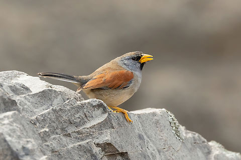 Great Inca finch