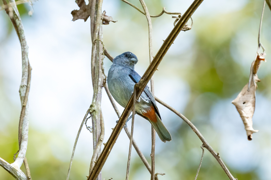 Chestnut-vented conebill (Conirostrum speciosum) El Oconal, Pasco, Peru. Aug 26, 2022 Chestnut-vented conebill,Conirostrum speciosum,Geotagged,Peru,Winter