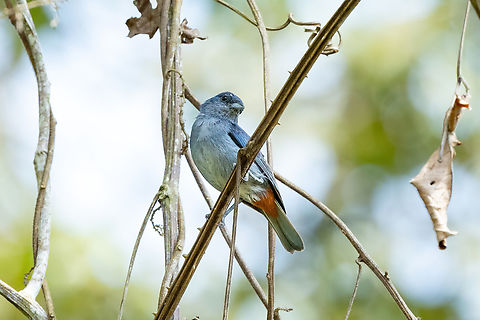 Chestnut-vented conebill