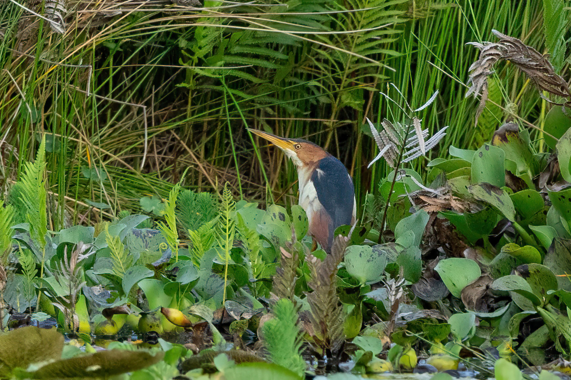 Least bittern (Ixobrychus exilis) El Oconal, Pasco, Peru. Aug 26, 2022 Geotagged,Ixobrychus exilis,Least bittern,Peru,Winter