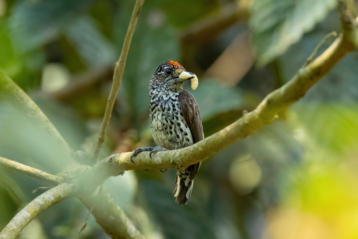 Ocellated piculet (Picumnus dorbignyanus) El Oconal, Pasco, Peru. Aug 26, 2022 Geotagged,Ocellated piculet,Peru,Picumnus dorbignyanus,Winter
