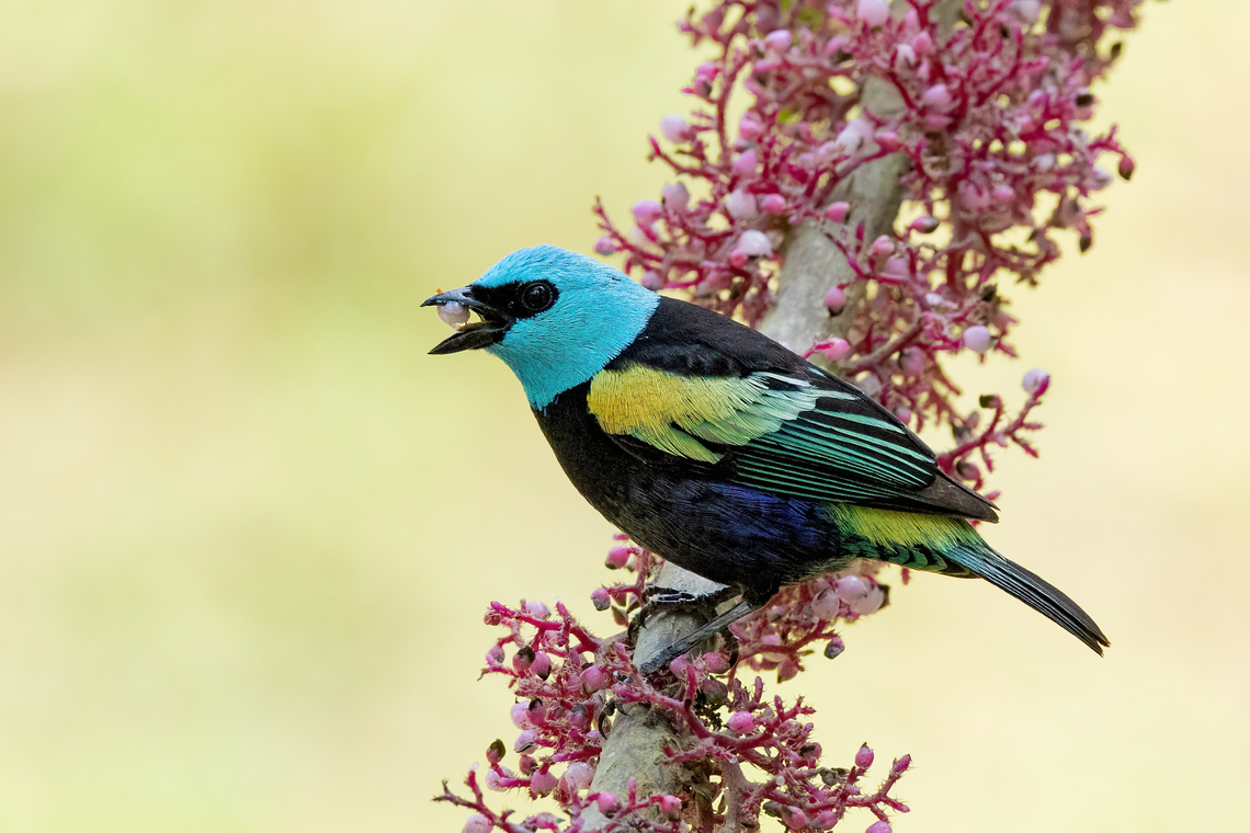 Blue-necked tanager (Stilpnia cyanicollis) El Oconal, Pasco, Peru. Aug 26, 2022 Blue-necked tanager,Geotagged,Peru,Tangara cyanicollis,Winter