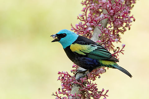 Blue-necked tanager