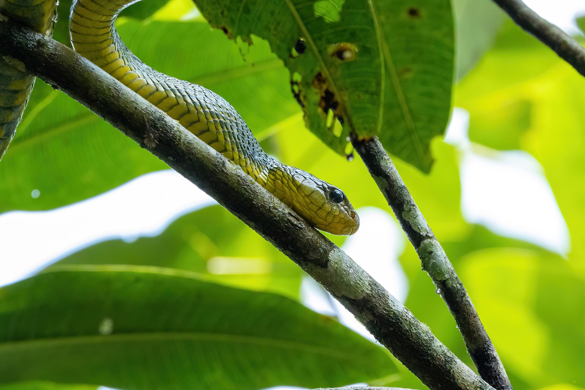 Amazon Puffing Snake (Spilotes sulphureus) Bosque de Protecci&oacute;n San Matias San Carlos, Pasco, Peru. Sep 3, 2022 Geotagged,Peru,Pseustes sulphureus,Winter