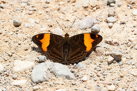 Boreas Sister (Adelpha boreas) Bosque de Protecci&oacute;n San Matias San Carlos, Pasco, Peru. Sep 3, 2022 Adelpha boreas,Geotagged,Peru,Winter