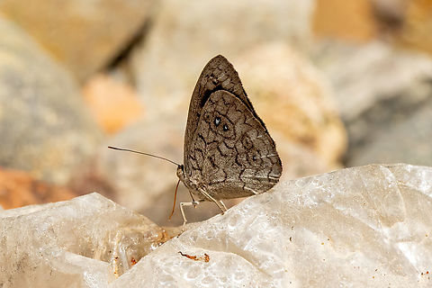Sandbar Purplewing (Eunica clytia) Bosque de Protecci&oacute;n San Matias San Carlos, Pasco, Peru. Sep 3, 2022 Eunica clytia,Geotagged,Peru,Sandbar Purplewing,Winter