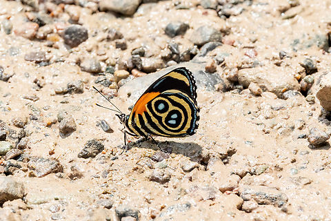 Blue-and-orange Eighty-Eight (Catagramma tolima) Bosque de Protecci&oacute;n San Matias San Carlos, Pasco, Peru. Sep 3, 2022 Blue-and-orange Eighty-Eight,Catagramma tolima,Geotagged,Peru,Winter