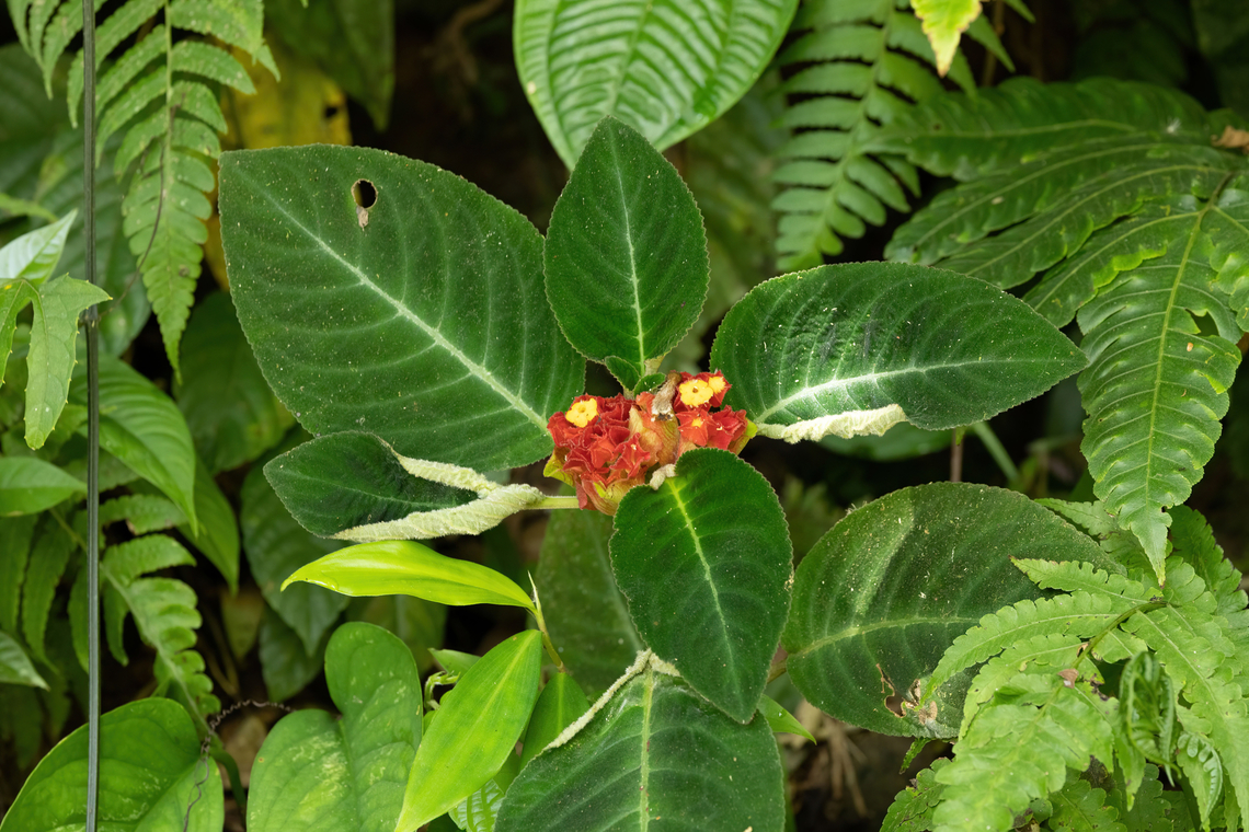 Corytoplectus speciosus (Gesneriaceae) Bosque de Protecci&oacute;n San Matias San Carlos, Pasco, Peru. Sep 3, 2022 Corytoplectus speciosus,Geotagged,Peru,Winter