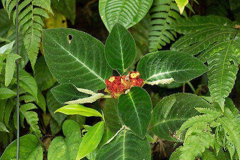 Corytoplectus speciosus (Gesneriaceae) Bosque de Protección San Matias San Carlos, Pasco, Peru. Sep 3, 2022 Corytoplectus speciosus,Geotagged,Peru,Winter