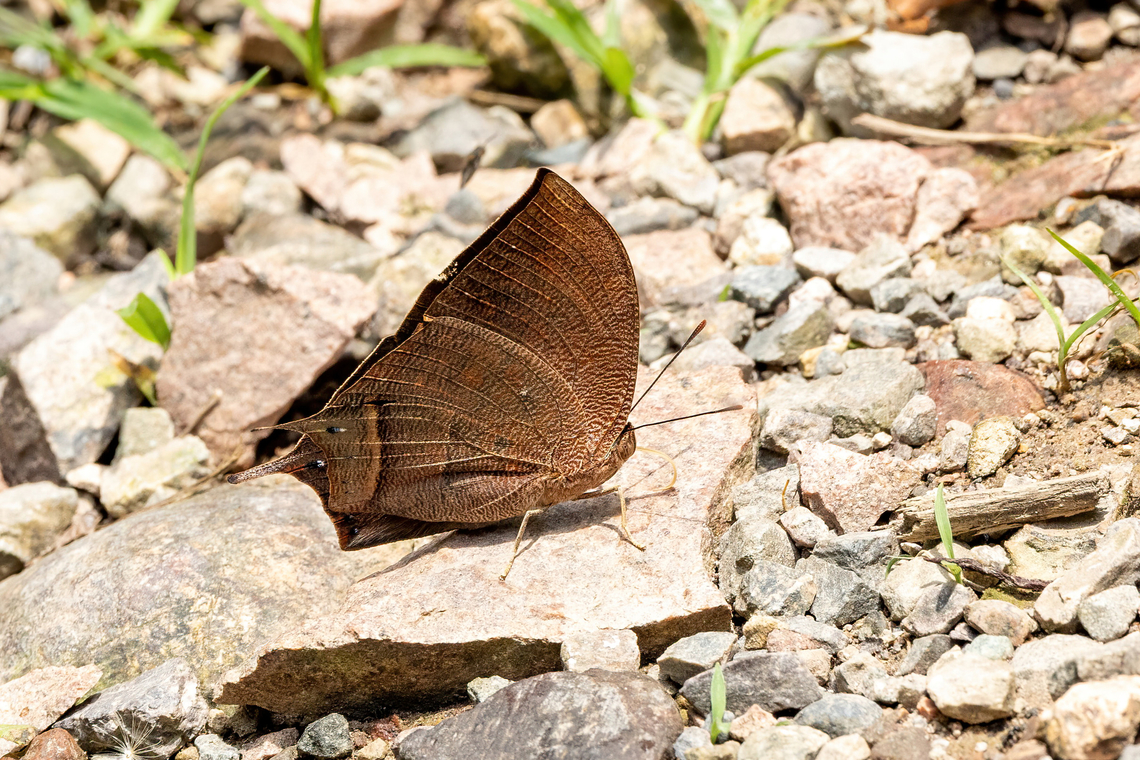 Cindy's Leafwing (Fountainea nessus) Bosque de Protecci&oacute;n San Matias San Carlos, Pasco, Peru. Sep 3, 2022 Fountainea nessus,Geotagged,Peru,Superb Leafwing,Winter