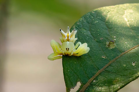 Seven-spined Crab Spider (Epicadus heterogaster) Chatarra, Pasco, Peru. Sep 2, 2022 Epicadus heterogaster,Geotagged,Peru,Seven-spined Crab Spider,Winter