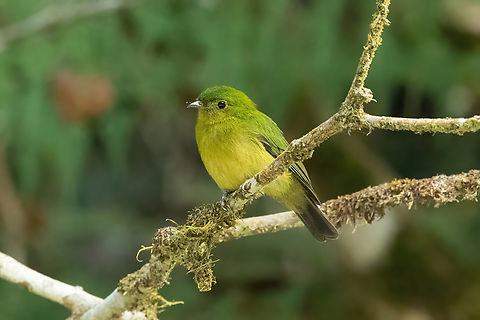 Green manakin (Cryptopipo holochlora) BP San Matias San Carlos, Pasco, Peru. Sep 2, 2022 Cryptopipo holochlora,Geotagged,Green manakin,Peru,Winter