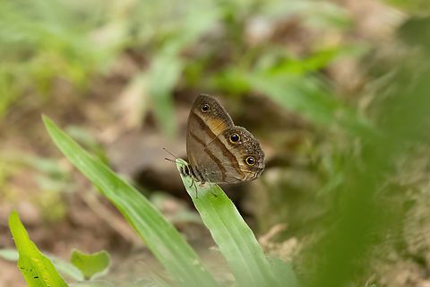 Penelope's Ringlet (Cissia penelope) Pozuzo, Pasco, Peru. Sep 10, 2022 Cissia penelope,Geotagged,Penelope's Ringlet,Peru,Winter