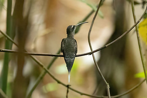 White-bearded Hermit (Phaethornis hispidus) Pozuzo, Pasco, Peru. Sep 10, 2022 Geotagged,Peru,Phaethornis hispidus,White-bearded hermit,Winter