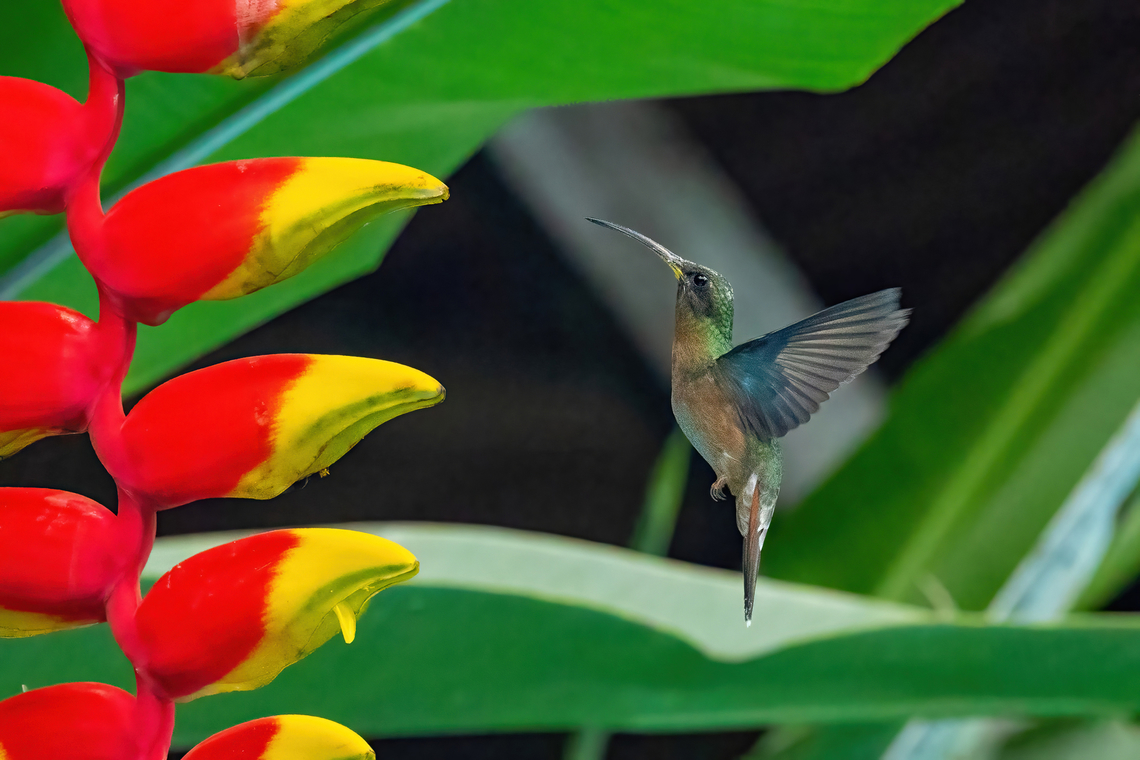Rufous-breasted hermit (Glaucis hirsutus) Pozuzo, Pasco, Peru. Sep 10, 2022 Geotagged,Glaucis hirsutus,Peru,Rufous-breasted hermit,Winter