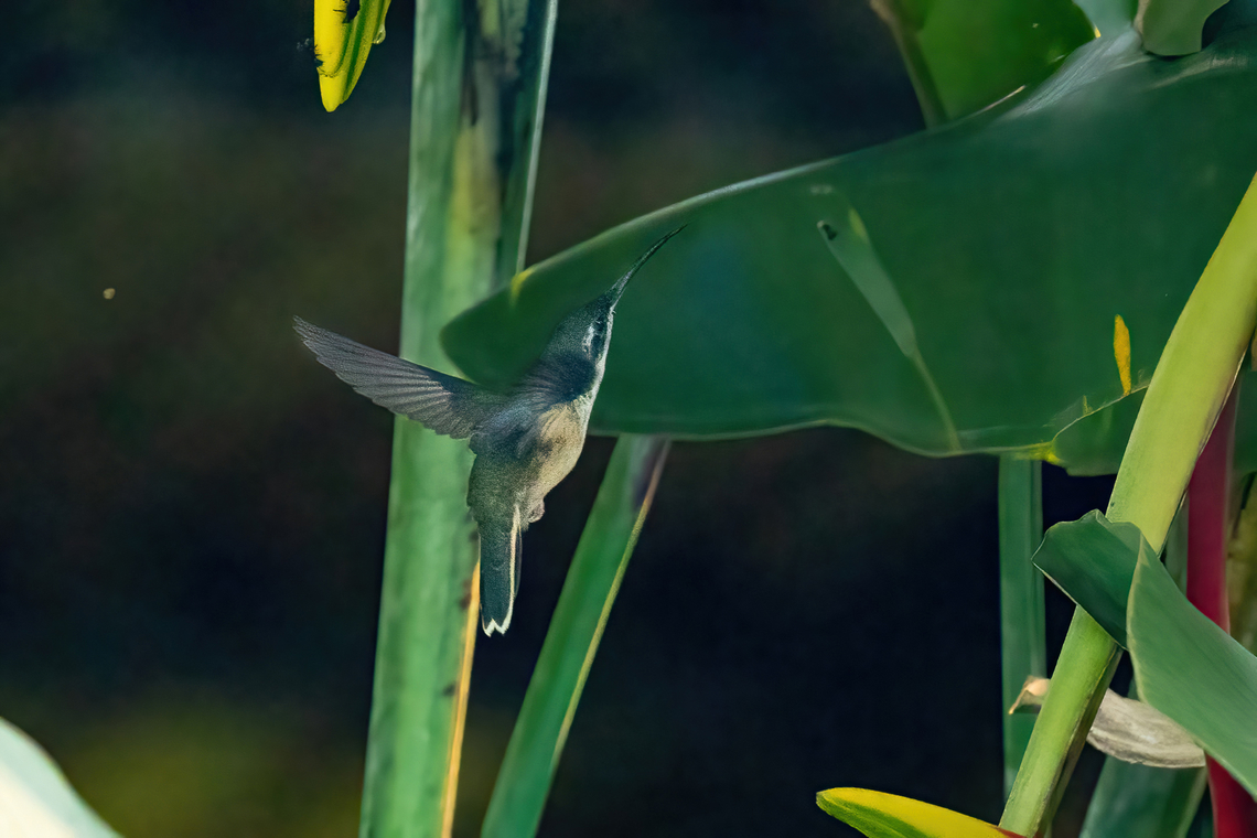 Pale-tailed Barbthroat (Threnetes leucurus) Pozuzo, Pasco, Peru. Sep 10, 2022 Geotagged,Pale-tailed barbthroat,Peru,Threnetes leucurus,Winter
