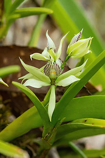 Prosthechea fragrans (Orchidaceae) Pozuzo, Pasco, Peru. Sep 10, 2022 Geotagged,Peru,Prosthechea fragrans,Winter
