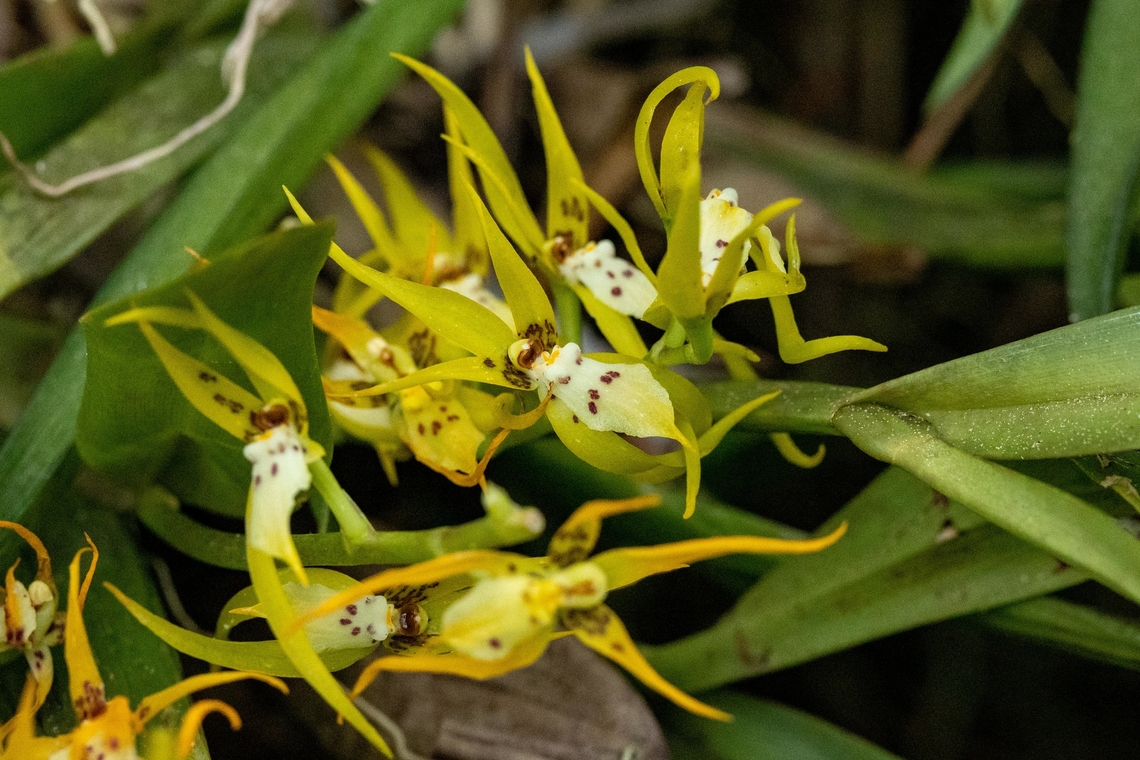 Brassia warszewiczii (Orchidaceae) Pozuzo, Pasco, Peru. Sep 10, 2022 Brassia warszewiczii,Geotagged,Peru,Winter