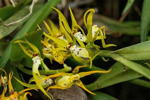 Brassia warszewiczii (Orchidaceae) Pozuzo, Pasco, Peru. Sep 10, 2022 Brassia warszewiczii,Geotagged,Peru,Winter