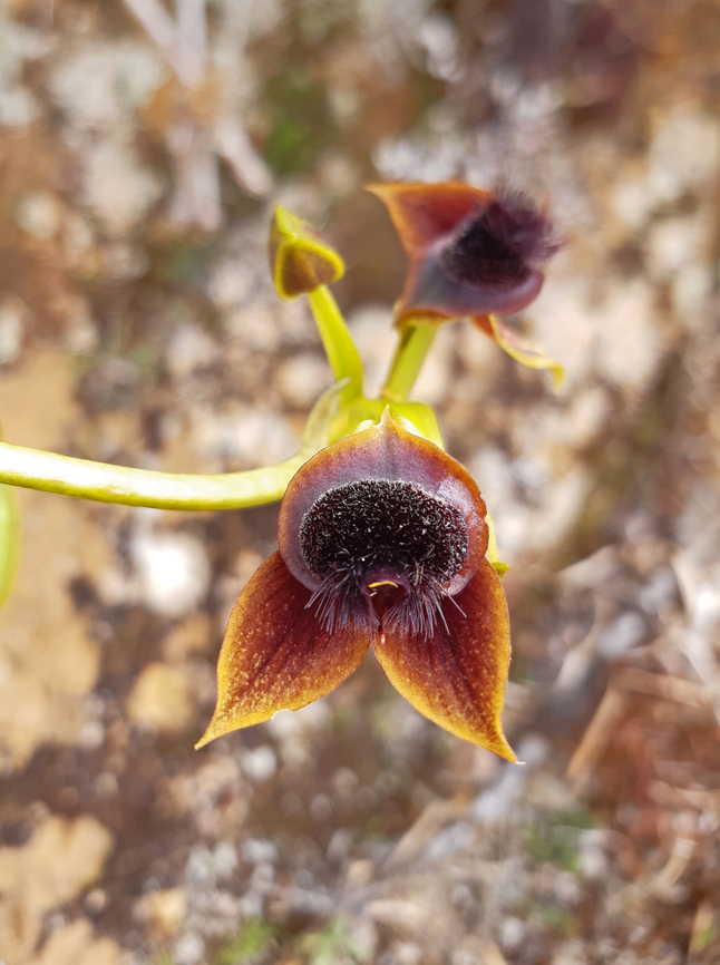 Telipogon jucusbambae (Orchidaceae) PNYC - Santa Barbara, Pasco, Peru. Jul 31, 2020 Geotagged,Peru,Telipogon jucusbambae,Winter
