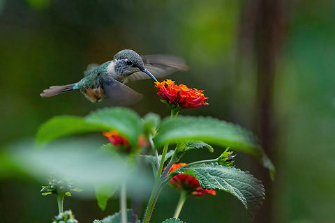 Purple-collared woodstar (Myrtis fanny) Cocachimba, Amazonas, Peru. Aug 13, 2022 Geotagged,Myrtis fanny,Peru,Purple-collared woodstar,Winter