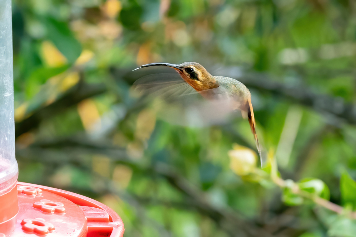 Grey-chinned hermit (Phaethornis griseogularis) Cocachimba, Amazonas, Peru. Aug 13, 2022 Geotagged,Grey-chinned hermit,Peru,Phaethornis griseogularis,Winter
