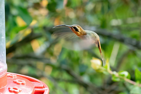 Grey-chinned hermit (Phaethornis griseogularis) Cocachimba, Amazonas, Peru. Aug 13, 2022 Geotagged,Grey-chinned hermit,Peru,Phaethornis griseogularis,Winter