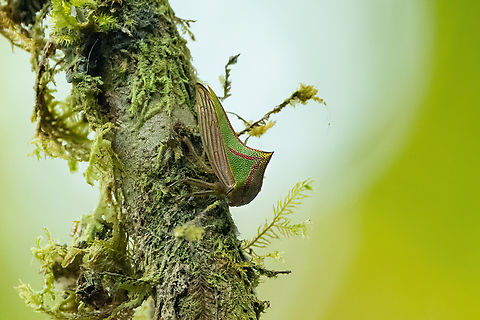Umbonia spinosa (Membracidae) ACP Bosque de Churumaz&uacute;, Pasco, Peru. Sep 8, 2022 Geotagged,Peru,Umbonia,Umbonia spinosa,Winter