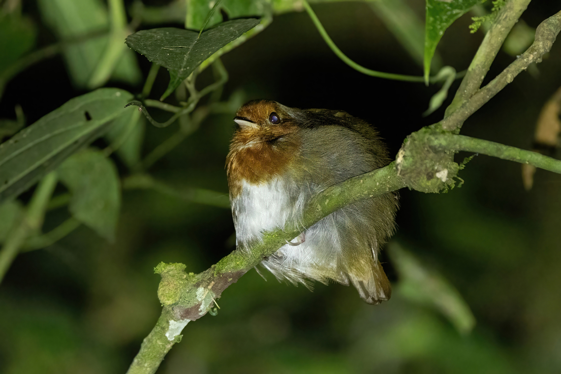 Chestnut-crowned gnateater (Conopophaga castaneiceps) ACP Bosque de Churumaz&uacute;, Pasco, Peru. Sep 7, 2022 Chestnut-crowned gnateater,Conopophaga castaneiceps,Geotagged,Peru,Winter
