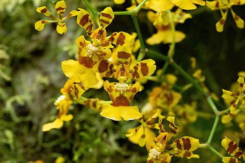Oncidium heteranthum (Orchidaceae) Ulcumano Ecolodge, Pasco, Peru. Sep 6, 2022 Geotagged,Oncidium heteranthum,Peru,Winter