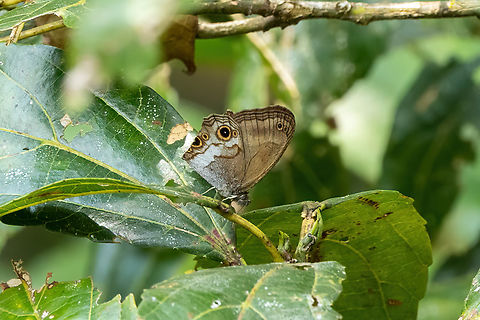 Optimandes eugenia (Nymphalidae) Ulcumano Ecolodge, Pasco, Peru. Sep 6, 2022 Geotagged,Optimandes eugenia,Peru,Winter