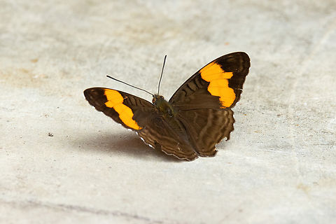 Adelpha saundersii