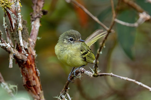 Mottle-cheeked tyrannulet (Phylloscartes ventralis) Ulcumano Ecolodge, Pasco, Peru. Sep 6, 2022 Geotagged,Mottle-cheeked tyrannulet,Peru,Phylloscartes ventralis,Winter