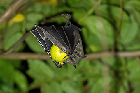 Flat-faced fruit-eating bat (Artibeus planirostris) Amazilia Bioreserva, Amazonas, Peru. Aug 3, 2022 Artibeus planirostris,Flat-faced fruit-eating bat,Geotagged,Peru,Winter