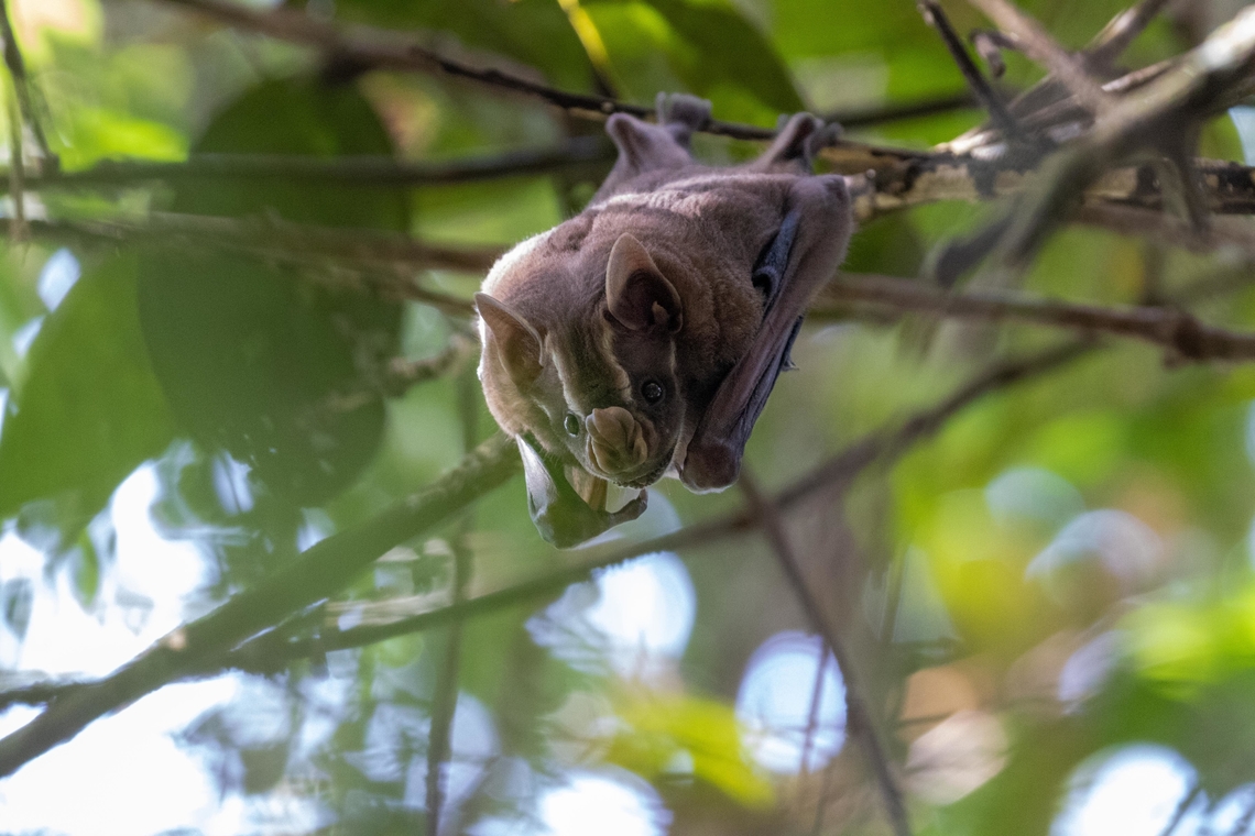 Great fruit-eating bat (Artibeus lituratus) Pumarinri Ecolodge, San Mart&iacute;n, Peru. Jan 13, 2020 Artibeus lituratus,Geotagged,Great fruit-eating bat,Peru,Summer