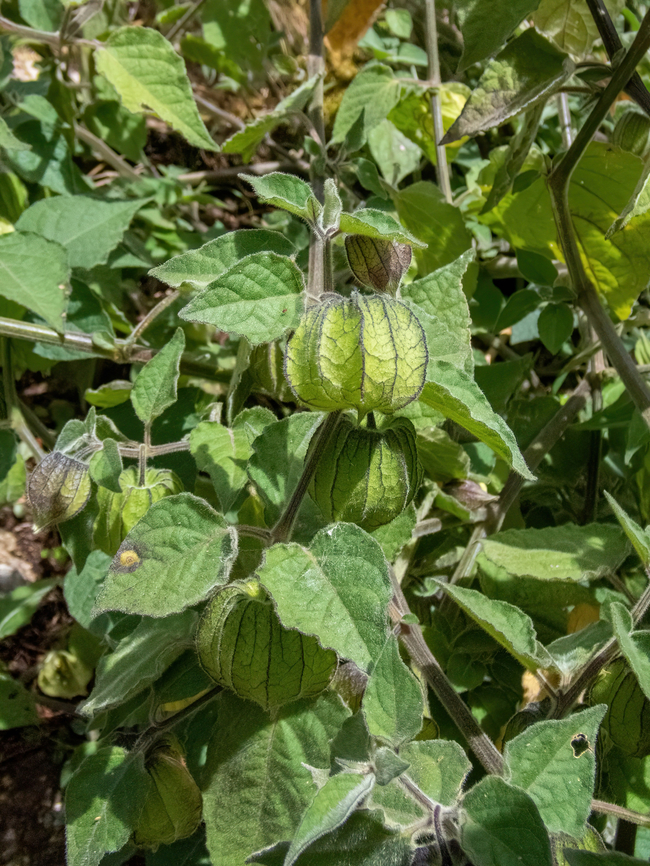 Aguaymanto (Physalis peruviana) Ollape, Amazonas, Peru. Aug 5, 2022 Cape gooseberry,Geotagged,Peru,Physalis peruviana,Winter