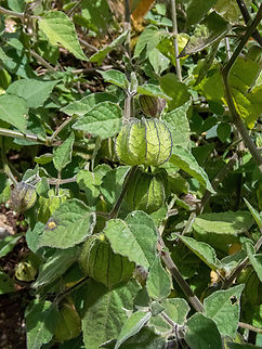 Aguaymanto (Physalis peruviana) Ollape, Amazonas, Peru. Aug 5, 2022 Cape gooseberry,Geotagged,Peru,Physalis peruviana,Winter