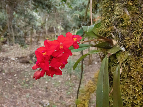 Cochlioda noezliana (Orchidaceae) Ollape, Amazonas, Peru. Aug 5, 2022 Geotagged,Oncidium noezlianum,Peru,Winter
