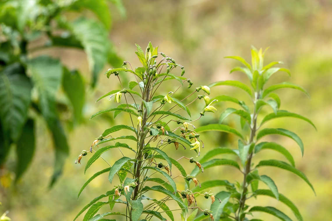 Siphocampylus matthiaei (Campanulaceae) Ollape, Amazonas, Peru. Aug 5, 2022 Geotagged,Peru,Siphocampylus matthiaei,Winter