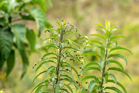 Siphocampylus matthiaei (Campanulaceae) Ollape, Amazonas, Peru. Aug 5, 2022 Geotagged,Peru,Siphocampylus matthiaei,Winter
