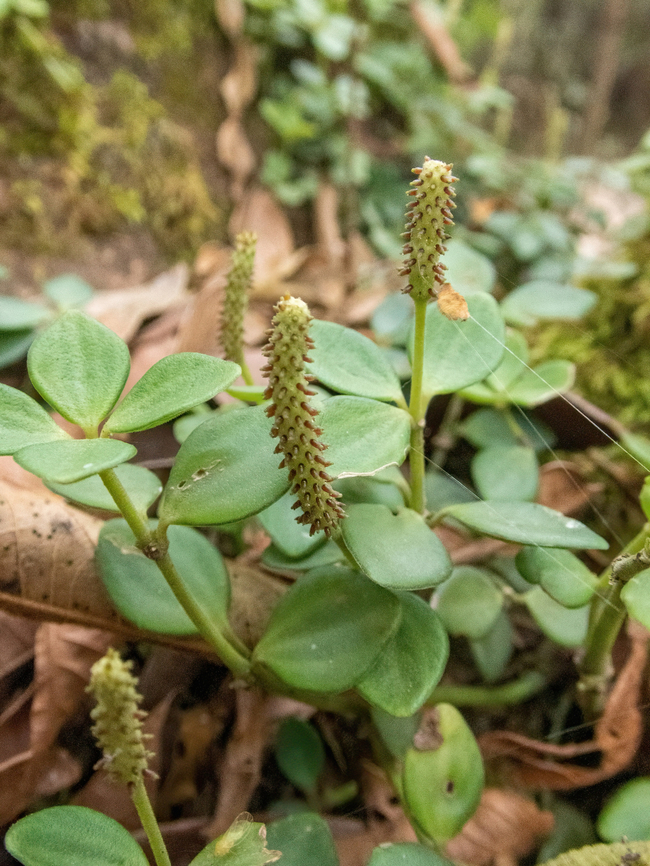 Acorn Peperomia (Peperomia tetraphylla) Valle del Utcubamba, Amazonas, Peru. Aug 5, 2022 Geotagged,Peperomia tetraphylla,Peru,Winter