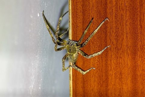 Brazilian wandering spider