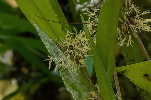 Myoxanthus monophyllus