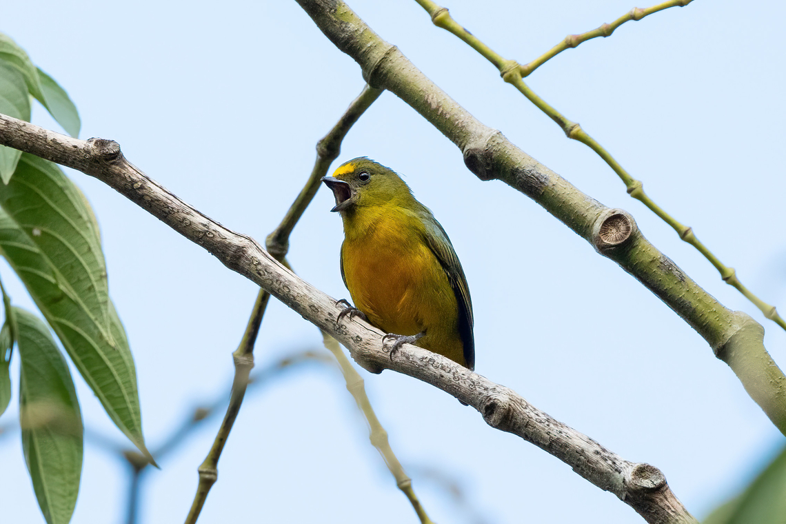 Bronze-green euphonia (Euphonia mesochrysa) Hacienda Armorique, Junin, Peru. Aug 22, 2022 Bronze-green euphonia,Euphonia mesochrysa,Geotagged,Peru,Winter