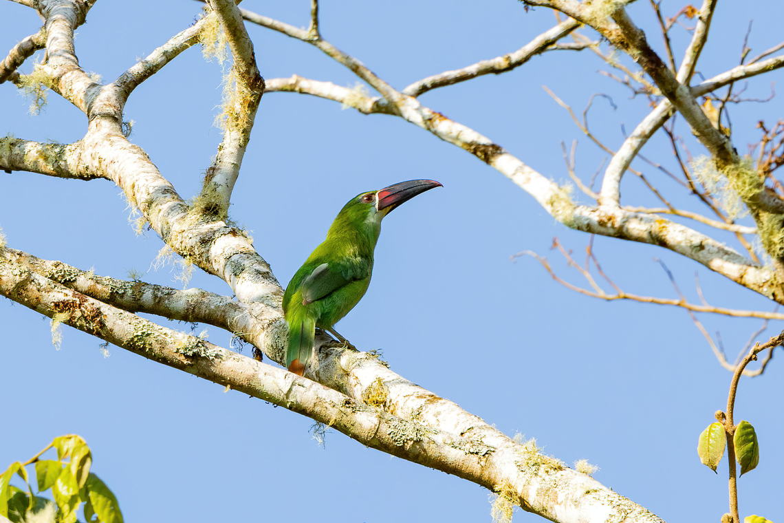 Chestnut-tipped toucanet (Aulacorhynchus derbianus) Hacienda Armorique, Junin, Peru. Aug 24, 2022 Aulacorhynchus derbianus,Chestnut-tipped toucanet,Geotagged,Peru,Winter