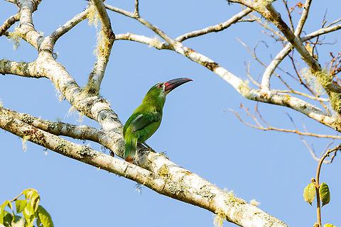 Chestnut-tipped toucanet (Aulacorhynchus derbianus) Hacienda Armorique, Junin, Peru. Aug 24, 2022 Aulacorhynchus derbianus,Chestnut-tipped toucanet,Geotagged,Peru,Winter