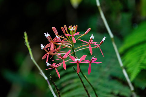 Epidendrum catillus