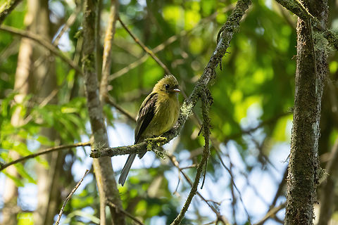 Olive flycatcher (Mitrephanes olivaceus) Hacienda Armorique, Junin, Peru. Aug 24, 2022 Geotagged,Mitrephanes olivaceus,Olive flycatcher,Peru,Winter