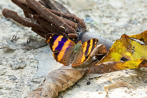 Epiphile boliviana (Nymphalidae) Hacienda Armorique, Junin, Peru. Aug 24, 2022 Epiphile boliviana,Geotagged,Peru,Winter